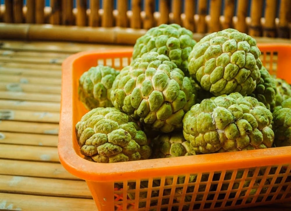Custard Apple